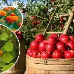 Avkastningen kommer att mångdubblas: vad är bäst att plantera runt