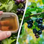 Den första gödslingen av vinbär måste ske före påsk, annars