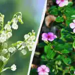 Dessa 7 perenner ser vackra ut, men plantera dem inte: