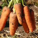 Dessa morotssorter är de bästa i Ukraina: avkastande, anspråkslösa och