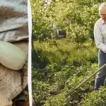 Din zucchiniskörd blir 5 gånger rikare: här är vad du