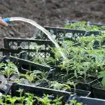 Efter plockning måste tomaterna gödslas: 3 hemmagödselmedel för starka plantor