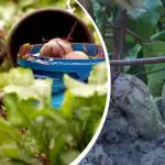 Enkel åtgärd i augusti: en trädgårdsmästare delade med sig av hur man gör rödbetor söta och saftiga Enkel åtgärd i augusti: en trädgårdsmästare delade med sig av