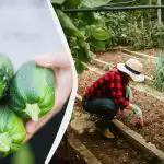 Ett sådant "grannskap" kommer att förstöra zucchini på en säsong: