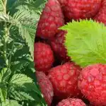 Hallon ger dubbelt så mycket: vad är viktigt att göra