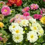 Hur man planterar dahlior: experter gav viktiga tips, utan vilka