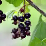 Hur man skär vinbär: hemligheten med stora bär hur-man-skar-vinbar-hemligheten-med-stora-bar.jpg