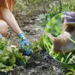 Hur man stoppar snigelangrepp på våren: ett botemedel fungerar bättre