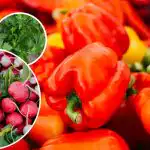 Inga skadedjur eller ogräs - vad man ska plantera bredvid