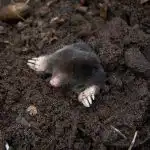 Koka upp och häll det på högen: mullvadar kommer omedelbart