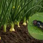 Lökflugan kommer inte inom en meter från planteringen: vad ska