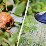 Moniliosis plågade, tills vi provade den här metoden: 2 liter