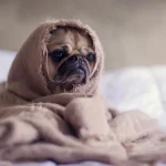 När ditt husdjur blir pensionär: den exakta åldern för åldrande för hundar och katter har avslöjats nar-ditt-husdjur-blir-pensionar-den-exakta-aldern-for-aldrande.webp.webp