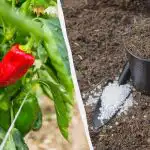 Paprika slår rot på mindre än en vecka: Vilket gödselmedel