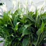 spathiphyllum-kommer-att-trivas-i-flera-ar-tradgardsmastare-berattar-hur.webp.webp