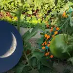 Vad man ska göra i grönsaksgården i september: gynnsamma dagar