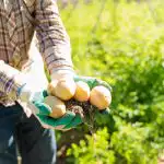 Var man planterar potatis i grönsaksgården: de kommer att ge