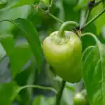 varfor-paprikor-faller-orsaker-till-aggstocksfall.jpg