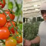 Varför tomater "fastnar" i tillväxt: dolda orsaker och hur man