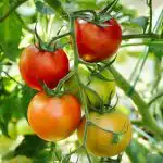 Varför tomater spricker på busken: den icke uppenbara syndaren och hur man räknar ut det varfor-tomater-spricker-pa-busken-den-icke-uppenbara-syndaren-och.jpg