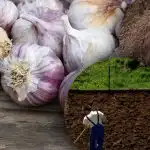 Vinter vitlök gillar det inte: trädgårdsmästaren upptäckte hemligheten med den